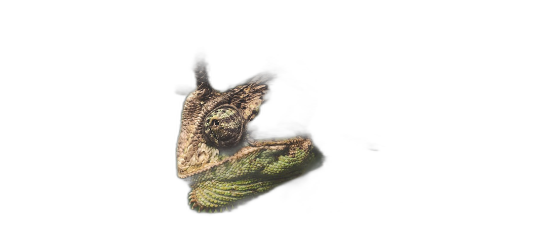 chameleon, sitting on the shoulder of an owl in flight at night, dark background, closeup, low angle view, in the style of National Geographic photography.  Transparent Background