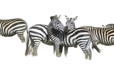 A group of zebras huddled together, black background, photography style, realism, high definition details, clean and simple designs, ultrahigh resolution, no shadows .8k, hd  Transparent Background