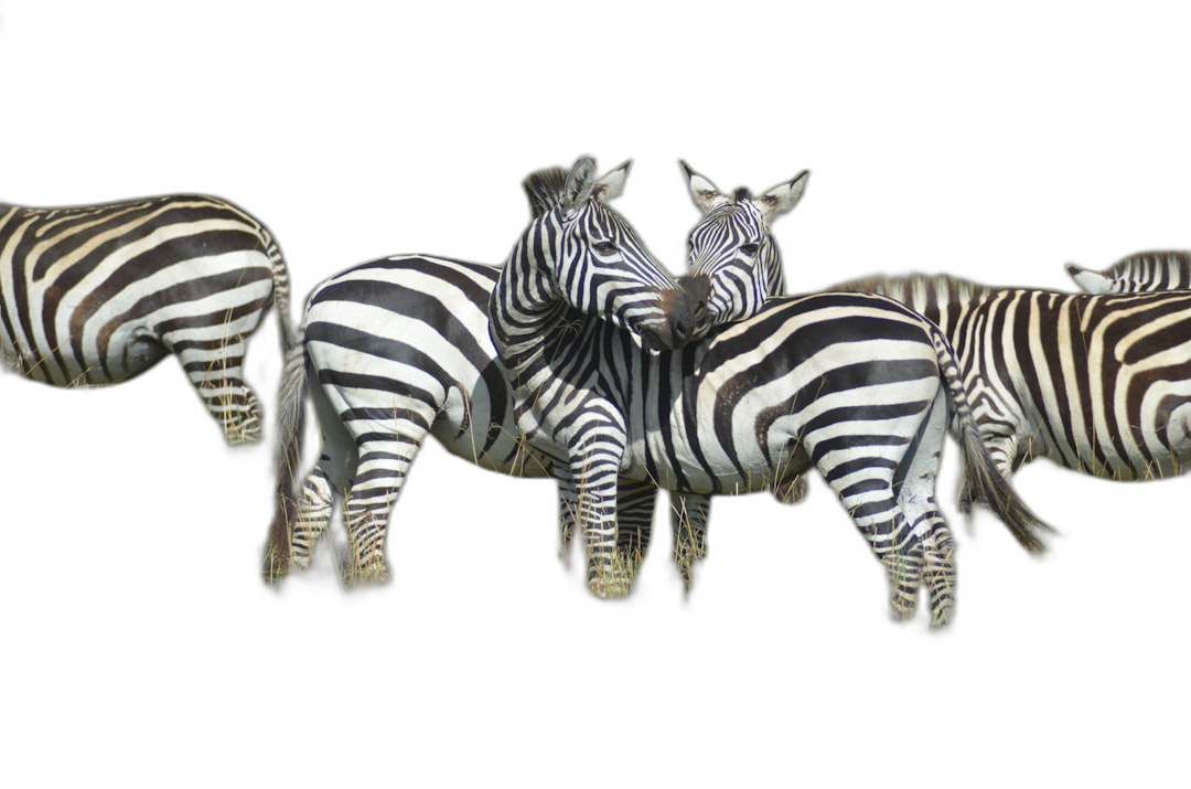 A group of zebras huddled together, black background, photography style, realism, high definition details, clean and simple designs, ultrahigh resolution, no shadows .8k, hd  Transparent Background