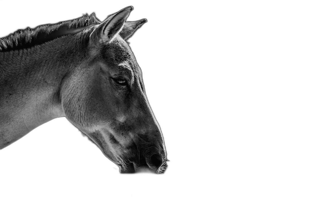 black and white photography of the side view profile portrait headshot of an animal, pdefault position, profile shot, head only, profile, profile portrait, horse head, mule head, black background, low key lighting, dramatic lighting, high contrast, sharp focus, detailed texture, high resolution, cinematic photography, Hasselblad H6D400c MultiShot lens, 58mm f/2.8  Transparent Background