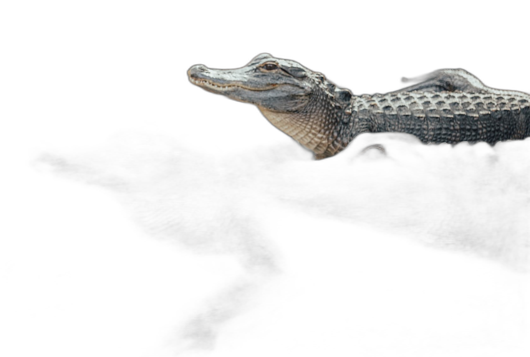 A baby alligator floating on its back in the air against an isolated black background in a studio photography wide shot with minimalism and negative space. The alligator is viewed from the side with very sharp focus and detailed features under soft, studio lighting that creates soft shadows without contrast. The natural colors have professional color grading and white balance for a high resolution photograph in the style of a minimalist aesthetic.  Transparent Background