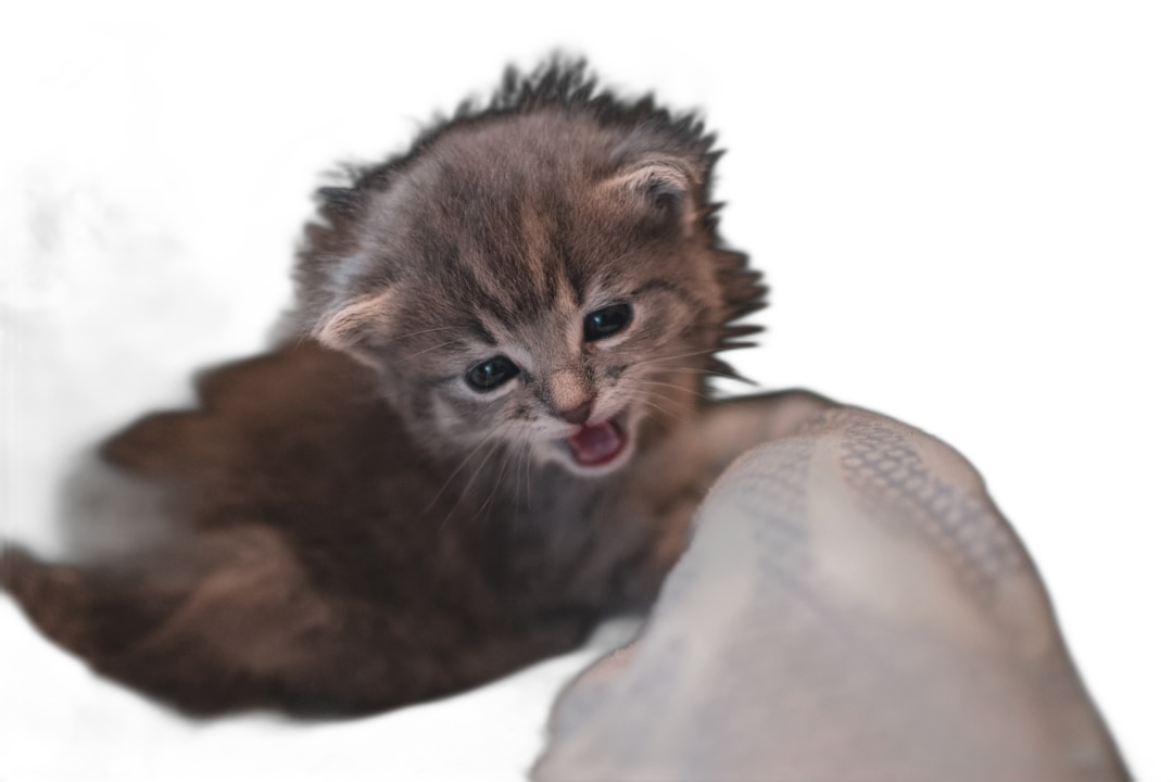 photography of an adorable kitten sitting on the edge, licking its paw with his tongue and looking at camera, black background, soft light, full body shot, f/28mm, Nikon D750  Transparent Background