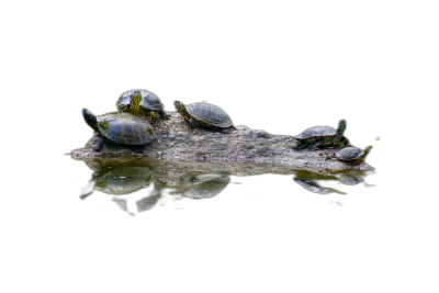 A group of turtles sitting on top of an old log floating in the water, with an isolated black background, in the style of hyper realistic photography.  Transparent Background