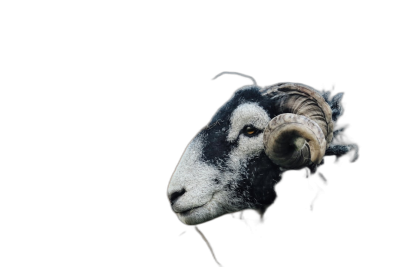 black background, side view of one single mountain sheep head looking at the camera, professional photography, depth of field, bokeh. The image shows a mountain sheep in the style of a professional photographer, with a blurred background and a sharp focus on the subject.  Transparent Background