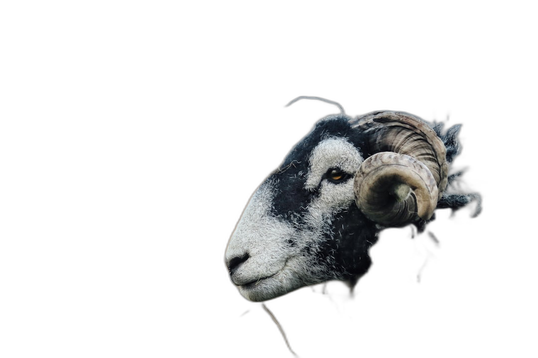 black background, side view of one single mountain sheep head looking at the camera, professional photography, depth of field, bokeh. The image shows a mountain sheep in the style of a professional photographer, with a blurred background and a sharp focus on the subject.  Transparent Background