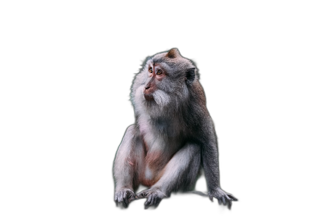 A white monkey sits on a black background in the style of high resolution photography, with professional color grading and soft shadows. The digital photography has no contrast and clean, sharp focus.  Transparent Background