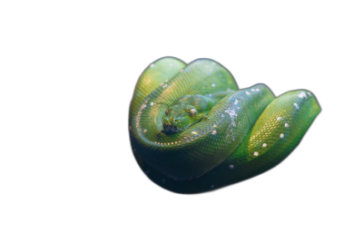 A small green snake curled up in the shape of an "S", pure black background, macro photography, high definition photography, awardwinning work, high resolution, detail display, high quality images,  Transparent Background