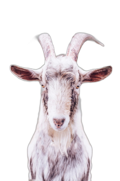 Photo of an adorable goat looking directly into the camera, isolated on a black background, in a portrait style photo.  Transparent Background