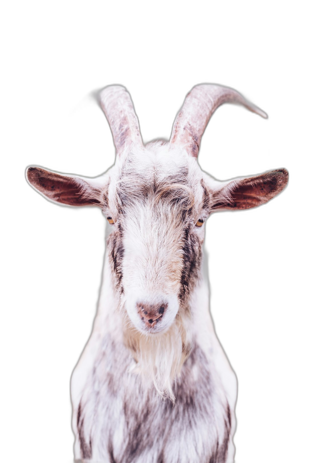 Photo of an adorable goat looking directly into the camera, isolated on a black background, in a portrait style photo.  Transparent Background