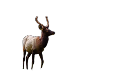 Photo of a deer standing on a black background, silhouette photography in the style of colorism, full high-definition, high resolution  Transparent Background