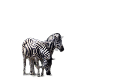 Two zebras standing together on a black background, in the style of copy space concept.  Transparent Background