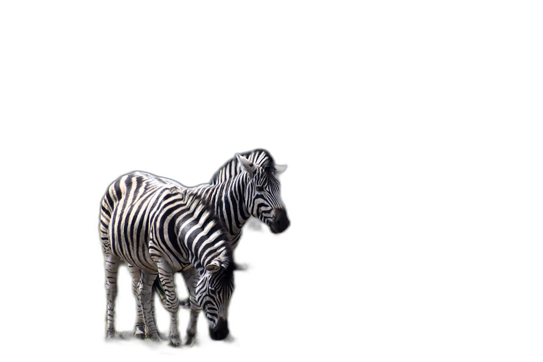 Two zebras standing together on a black background, in the style of copy space concept.  Transparent Background