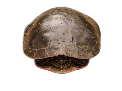 Top view of an American redeared turtle shell on black background, photography for National Geographic magazine  Transparent Background