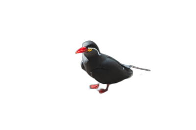 A cute little black and white cone. The red bill of the albatross is clearly visible with a simple design showing the full body against a solid color background in the style of a 3D rendering with a clay style on a black background with studio lighting making it appear to be floating in midair at a high resolution with high detail and high quality.  Transparent Background