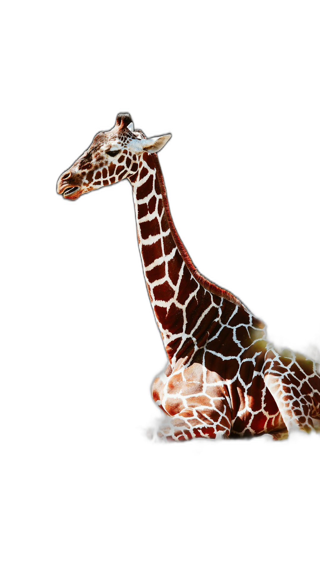 A giraffe with its head tilted to the side, sitting on black background, full body, high resolution digital art of a baby Giraffes, white and brown spots, perfect skin tone, hyper realistic, photorealistic, professional photography, sharp focus, high dynamic range, daylight, bright studio light, octane render, detailed and intricate, elegant, super detailed  Transparent Background