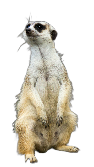 full body portrait of meerkat sitting on hind legs, isolated black background, high resolution photography  Transparent Background