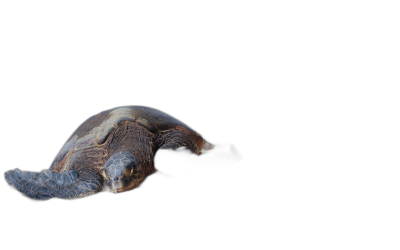 Turtle in the air on black background, high resolution photography  Transparent Background