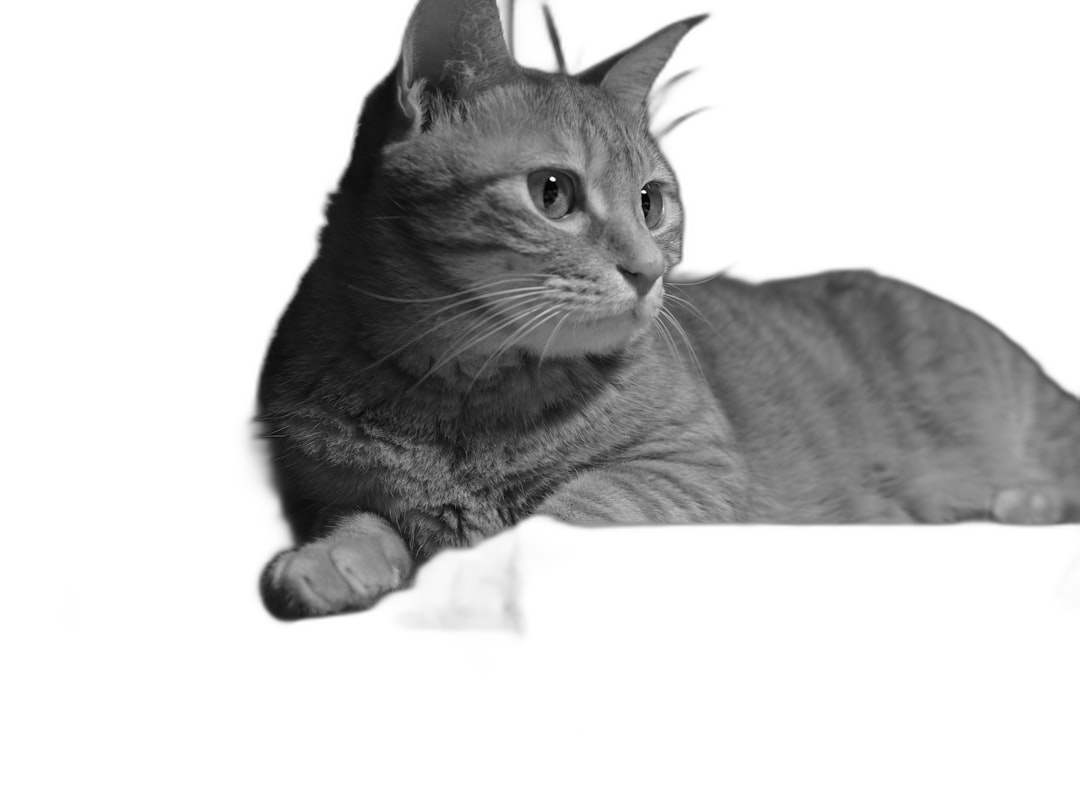 A black and white photo of an orange cat laying on the edge looking at the camera, with a black background, in a photorealistic, high resolution photographic style. A hyper realistic, detailed composition with cinematic lighting and volumetric light, shot with a Canon EOS R5.  Transparent Background