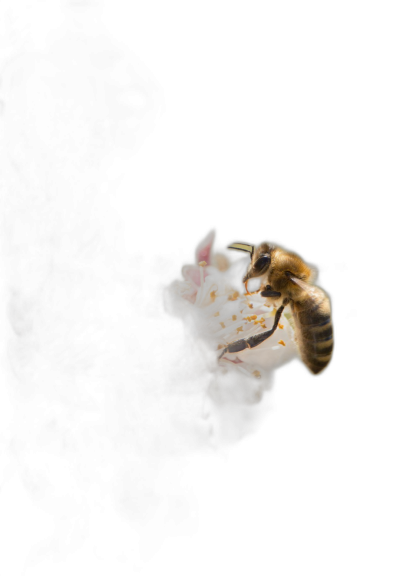 A single bee on an open flower, captured in sharp focus against the deep black of space, with its delicate wings and detailed texture highlighted in the style of soft backlighting, symbolizing serenity amidst chaos, product photography, macro lens, studio lighting, high resolution, dark background, subtle shadows, minimalist style, closeup shot, bees and flowers in focus, isolated from darkness.  Transparent Background