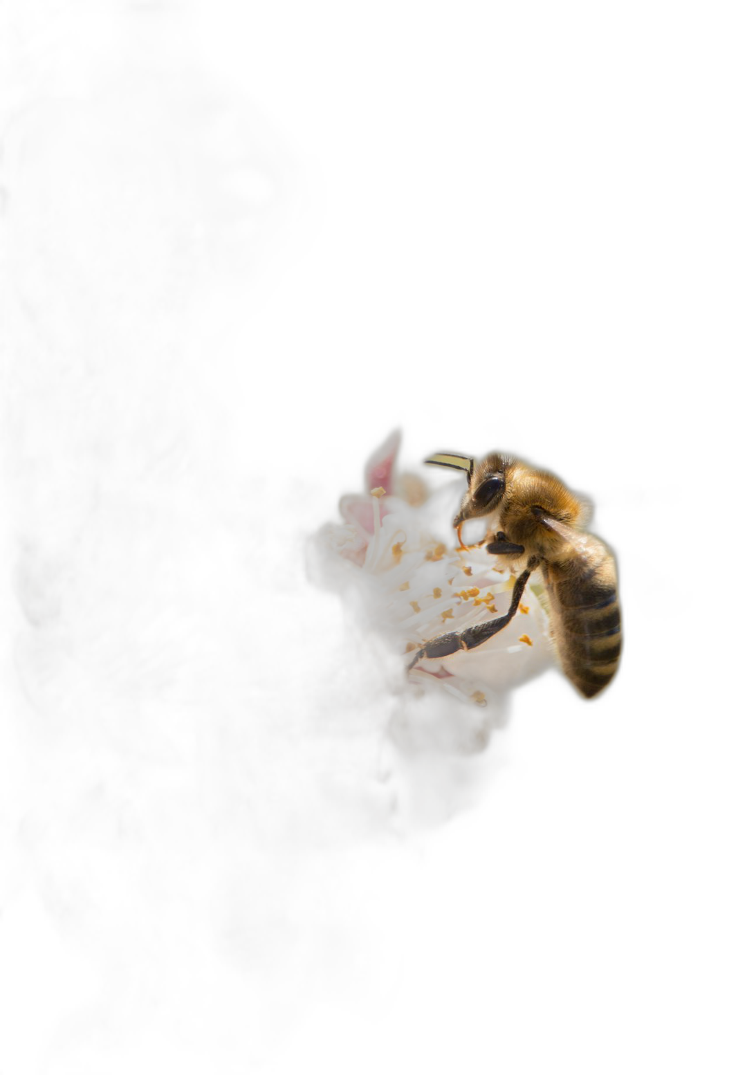 A single bee on an open flower, captured in sharp focus against the deep black of space, with its delicate wings and detailed texture highlighted in the style of soft backlighting, symbolizing serenity amidst chaos, product photography, macro lens, studio lighting, high resolution, dark background, subtle shadows, minimalist style, closeup shot, bees and flowers in focus, isolated from darkness.  Transparent Background