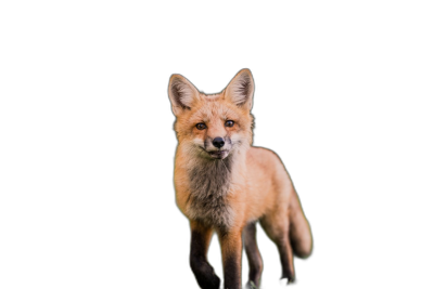 A cute fox standing in front of the camera, on a pure black background, in a professional photography studio shot, with high definition, high resolution.  Transparent Background