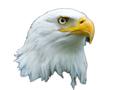 Eagle, headshot, white eagle with yellow beak and black background, photo realistic, high resolution, professional photograph, high definition quality  Transparent Background