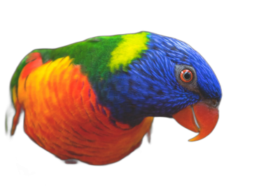 Photo of an Australian rainbow Grossbeak, with vibrant colors on a black background. The photo captures the bird's vivid plumage in the style of a nature photographer. Any Chinese characters have been removed from the original caption, which otherwise remains intact with minimal editing for spelling, grammar or repeated words.  Transparent Background