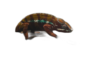 A chameleon with brown, green and blue patterns on its back walking in the air against black background, side view, macro photography, hyperrealistic photo  Transparent Background