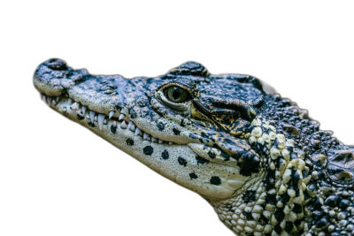 Close up of a crocodile head on a black background, with detailed skin texture and hyper realistic details. The high resolution photography has insanely sharp focus on the isolated object, with professional color grading. The image is in the style of a stock photo.  Transparent Background