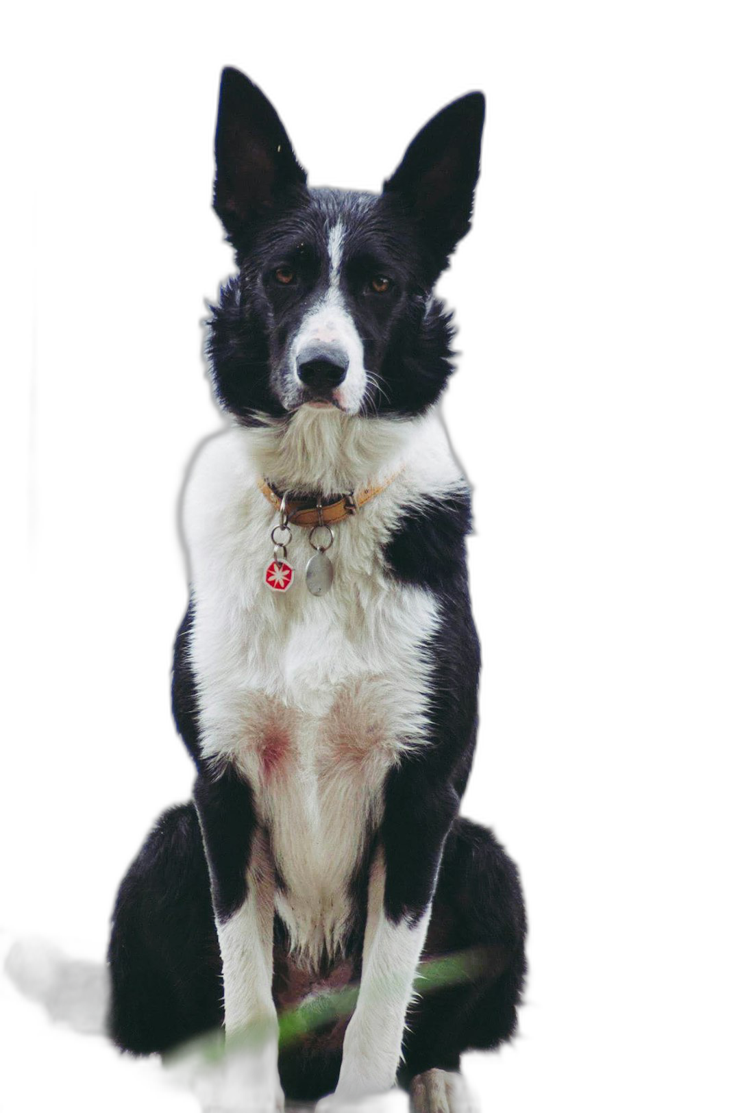 Create frontal picture of an all black border collie with white paws and chest, red collar tag around neck on solid background. The dog is sitting up tall, ears pointing forward, tail curled behind body. Black Background, hyper realistic, cinematic photography, full hd  Transparent Background