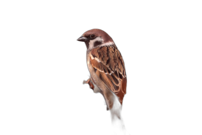 Photo of A tree sparrow on black background for photography portrait, full body shot  Transparent Background