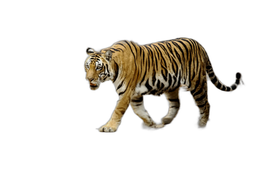 A tiger walking in the dark, full body, isolated on black background with clipping path ,full depth of field  Transparent Background