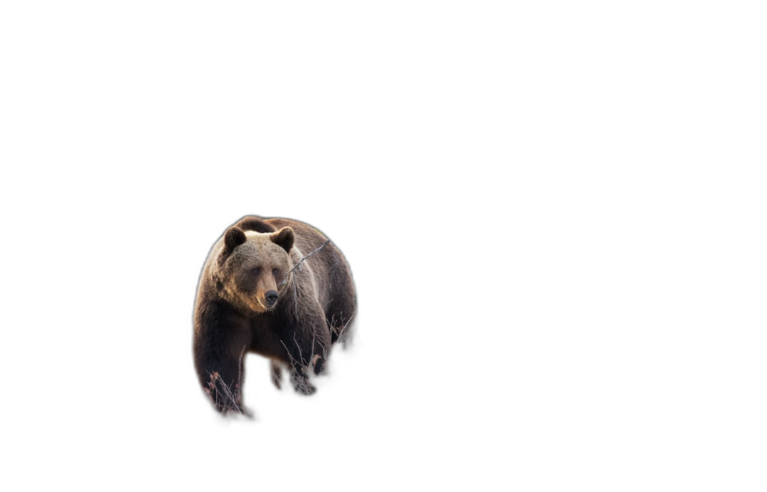 A bear walking in the dark, isolated on black background with copy space ,8k  Transparent Background