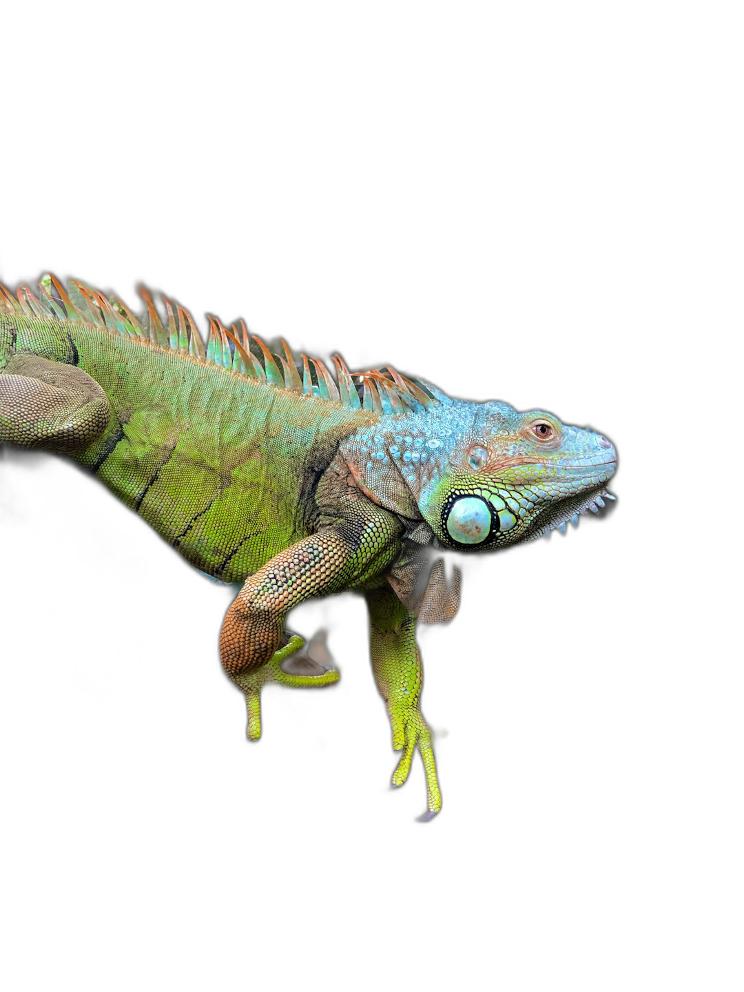 green iguana with blue and yellow scales, full body photography black background  Transparent Background