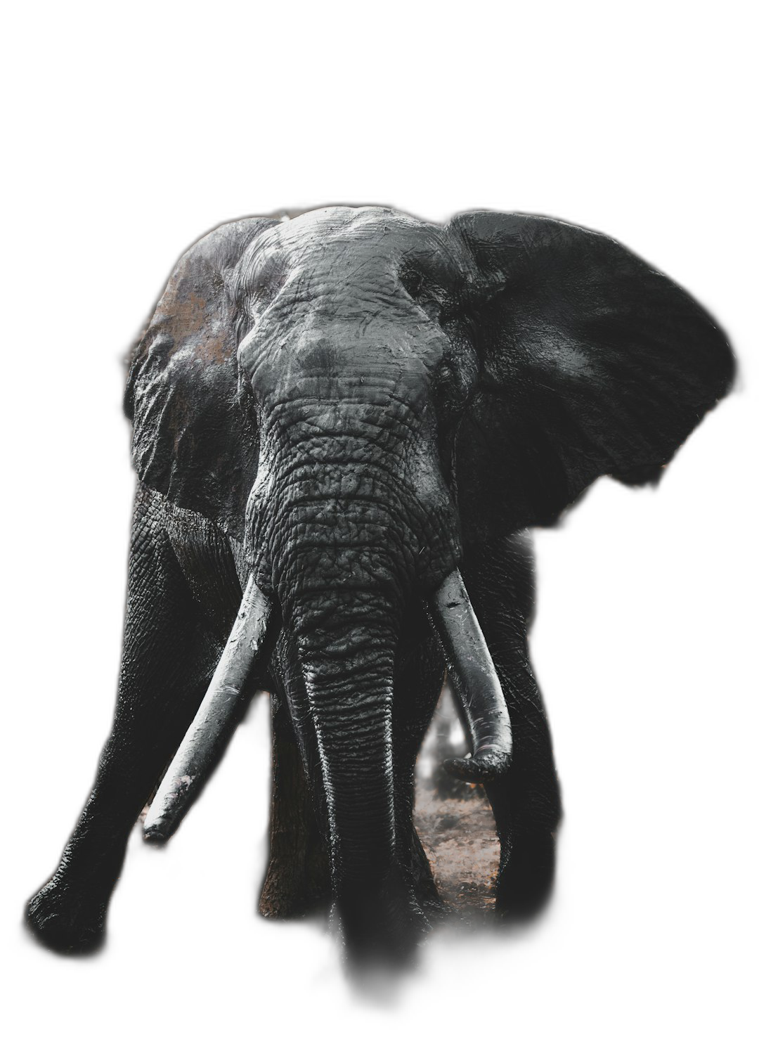 an elephant walking in the dark, backlit photography, isolated on black background, high resolution photograph, high detail, hyper realistic  Transparent Background