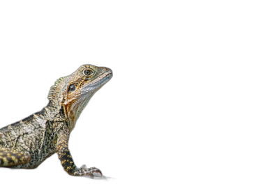 A cute baby water dragon on a black background, in the style of copy space concept, in a 3/4 view from the side, with sharp focus, in a high resolution photograph.  Transparent Background