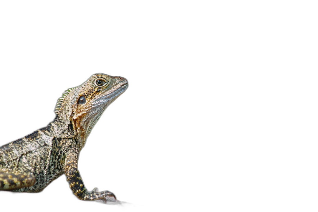 A cute baby water dragon on a black background, in the style of copy space concept, in a 3/4 view from the side, with sharp focus, in a high resolution photograph.  Transparent Background