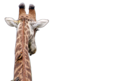 Giraffe looking over the shoulder isolated on black background with copy space, wide angle lens, high resolution photography  Transparent Background