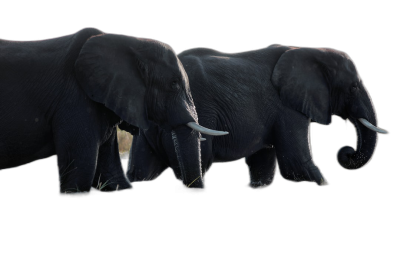 photorealistic side view of elephants walking, isolated on black background, dark color grading  Transparent Background