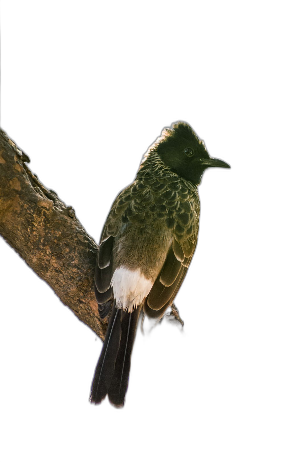 A photograph of the Troxus bird perched on a tree branch against a black background in an isolated scene.  Transparent Background