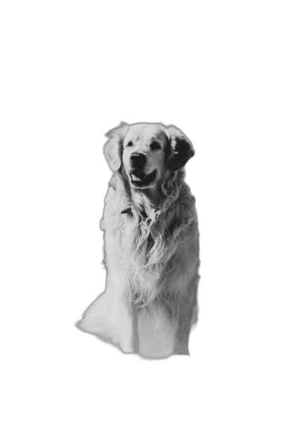 Golden Retriever, sitting on a black background, a white dog, a black and white photograph, minimalistic, smiling, cute, portrait.  Transparent Background