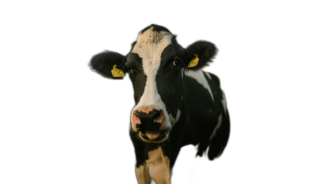 Cute black and white cow isolated on dark background, portrait of the most beautiful black happy baby farmer’s boerig jersey human face in the style of photorealistic, yellow ear tag with numbers on it, cow is looking at camera, closeup shot, soft studio light, high detail, hyperrealism, high resolution photography, super realistic photo, high quality photo  Transparent Background