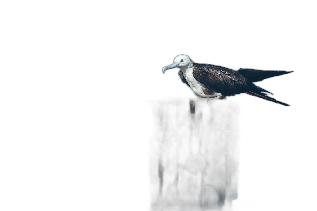 A whitebellied albatross sits on the edge of an old wooden post, its feathers glistening in moonlight against a dark background. The high contrast between light and shadow accentuates textures like ripples along water surfaces or intricate patterns in fur, creating depth and dimensionality within the minimalist composition.  Transparent Background