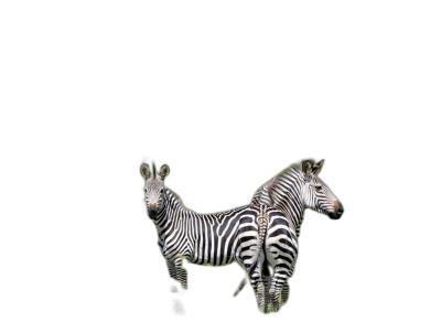 Two zebras standing on black background, animal wallpaper, highdefinition photography  Transparent Background