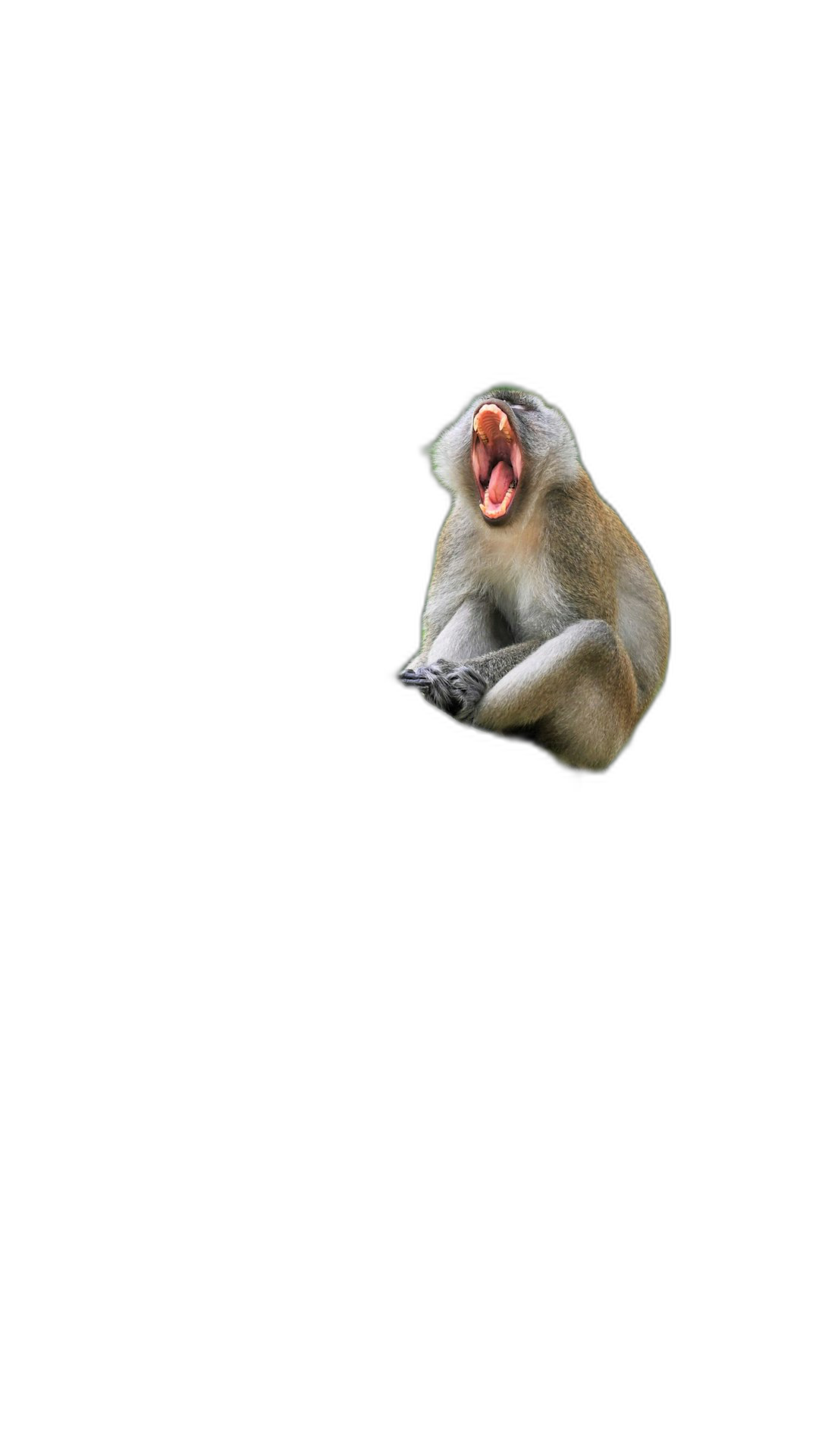 A monkey floating in the air, its mouth open and screaming, isolated on a black background, in the style of high definition photography.  Transparent Background