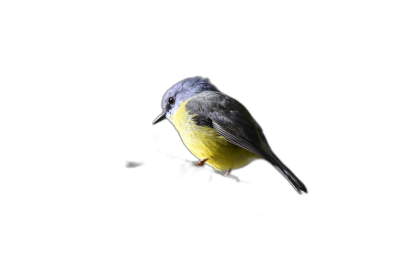 A single yellow and grey canary bird floating in the air on a black background, macro photography in the style of studio light, a super realistic photo, high resolution  Transparent Background