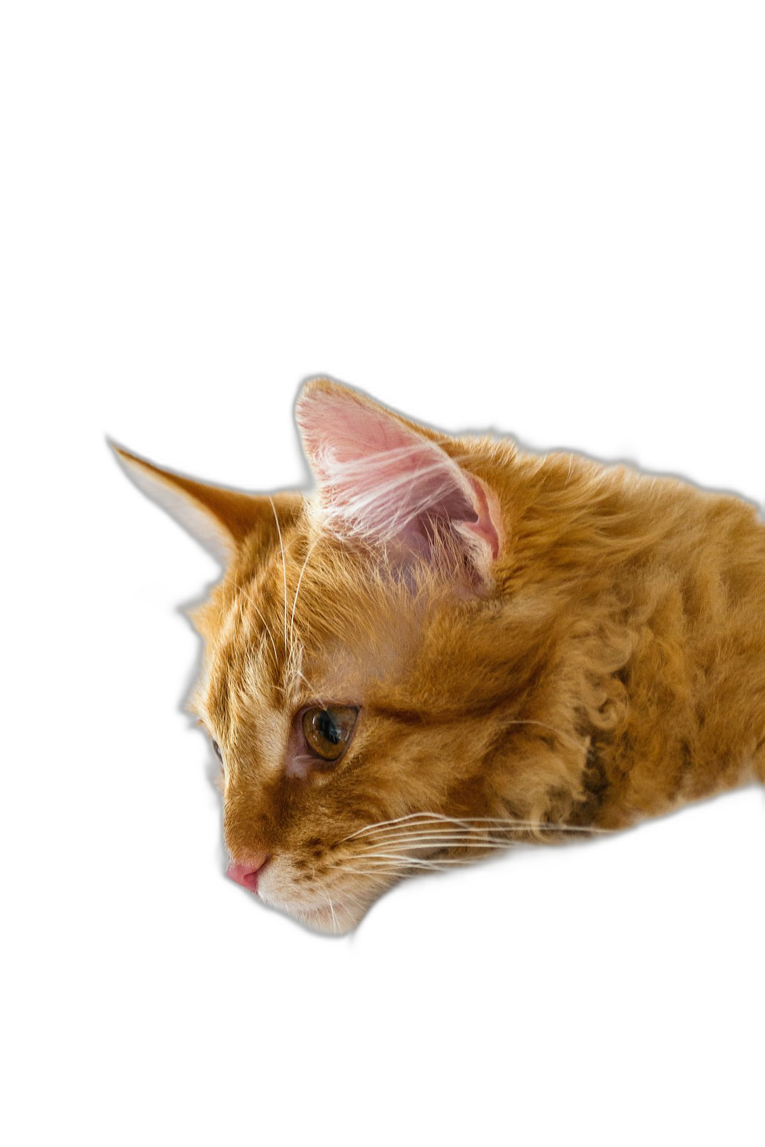 ginger cat head, side view, isolated on black background, hyper realistic photography  Transparent Background