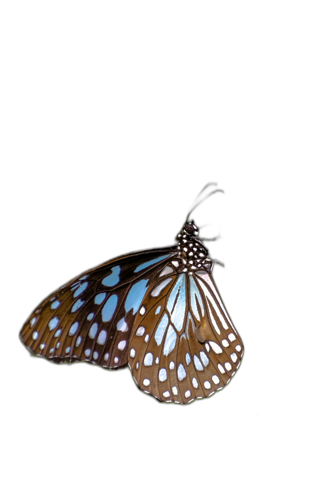 A blue and brown butterfly with white dots, wings spread out, side view on a pure black background, in the style of high definition photography.  Transparent Background