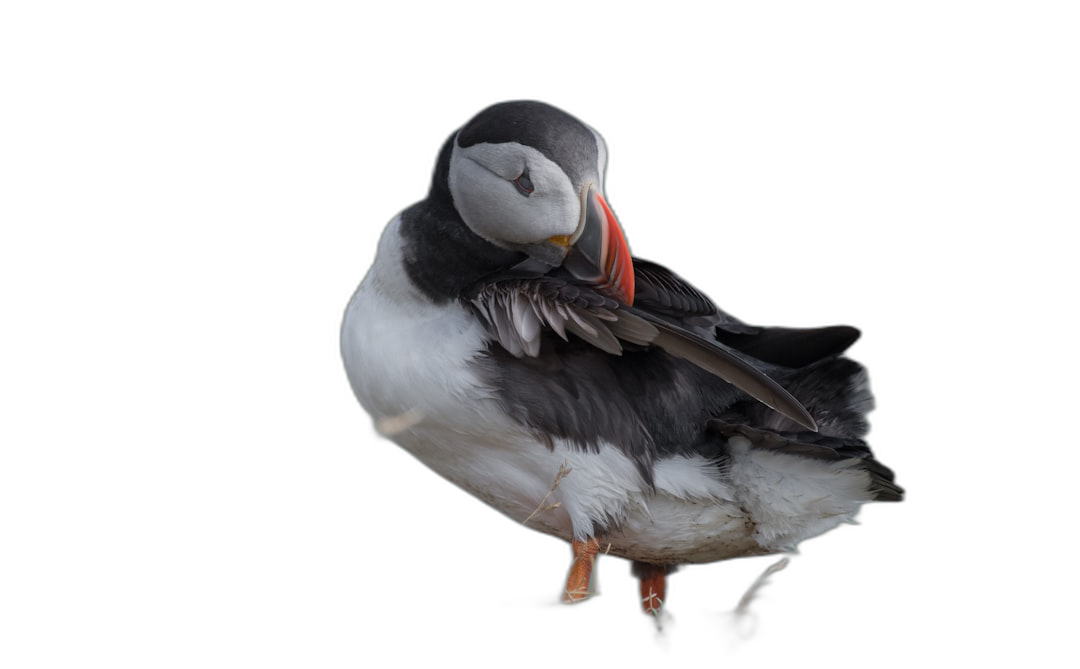 Puffin posed naturally, isolated on a black background, in a high resolution photograph.  Transparent Background