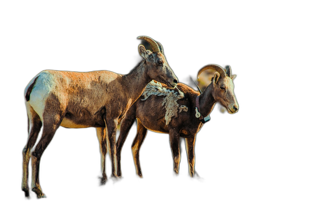 two bighorn sheep standing together on a black background, highly realistic photo in the style of nature photography.  Transparent Background